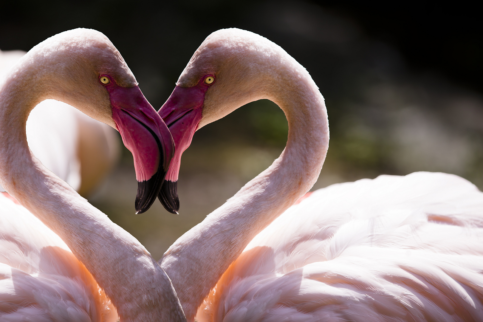 Von Herzen Foto Bild Tiere Natur Und Tiere Herz Bilder Auf Fotocommunity