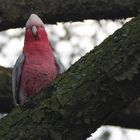 Von hier oben ist die Flugschau richtig cool