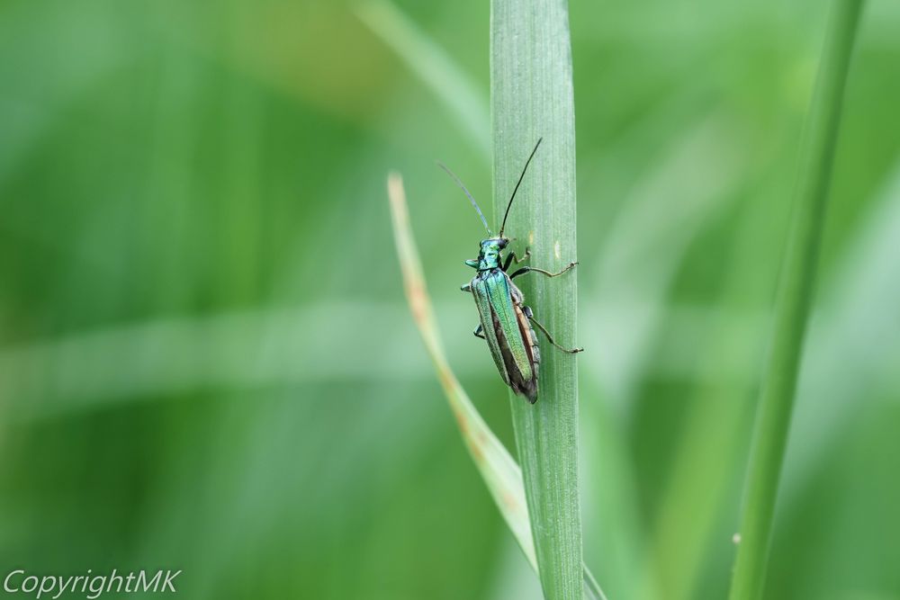 Von hinten Foto & Bild tiere, wildlife, insekten Bilder auf