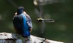 Von hinten ist er auch sehenswert 