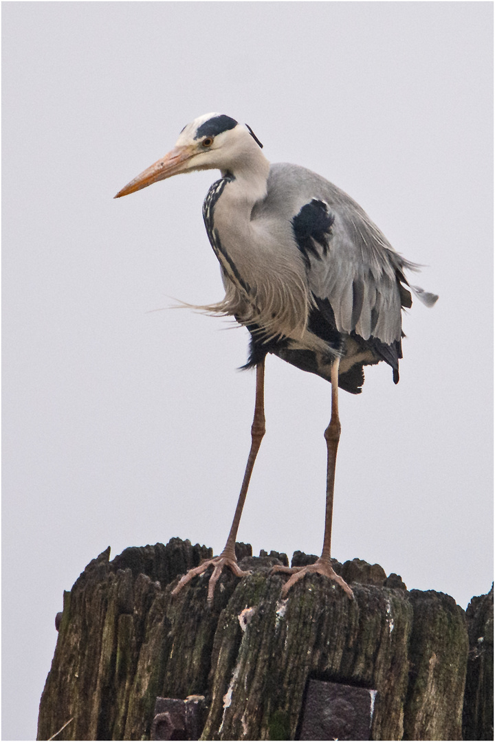 Von hoher Warte betrachtete der Graureiher (Ardea cinerea) . . .