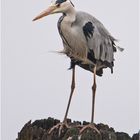 Von hoher Warte betrachtete der Graureiher (Ardea cinerea) . . .