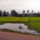 Von Hoi An nach Qui Nhon - fruchtbare Felder