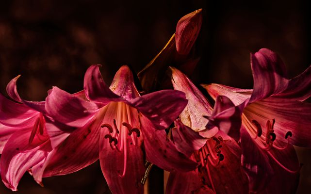 Von innen heraus leuchten...