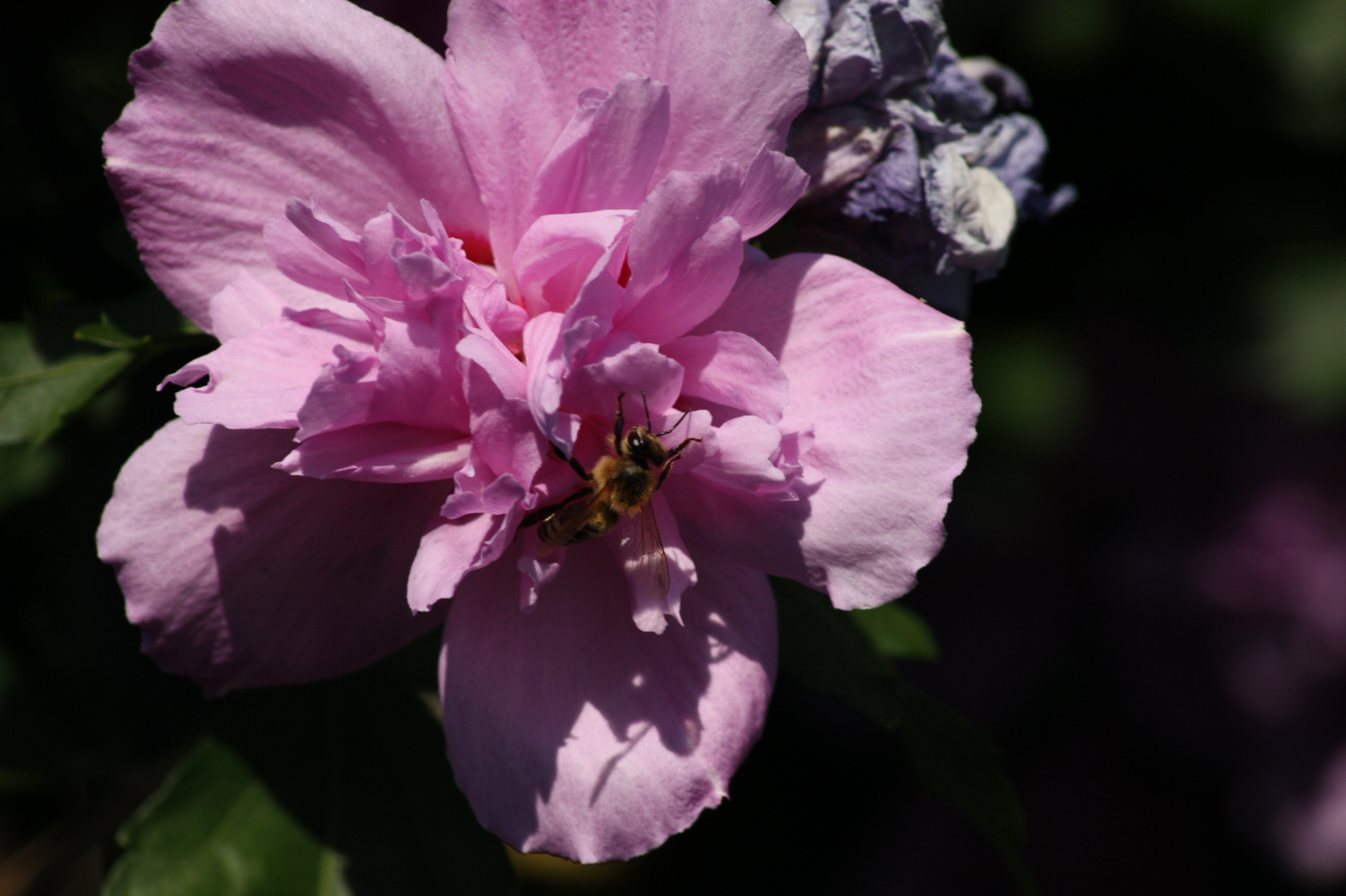 von Insekten geliebt - Hibiskusnektar