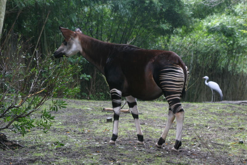 von jedem etwas... "Okapi"