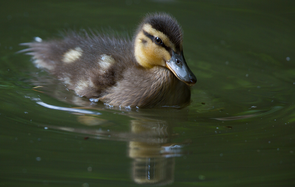 von jungen enten...