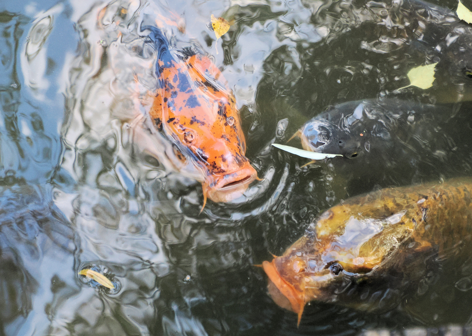 Von Karpfen durchbrochene Spiegelung… 