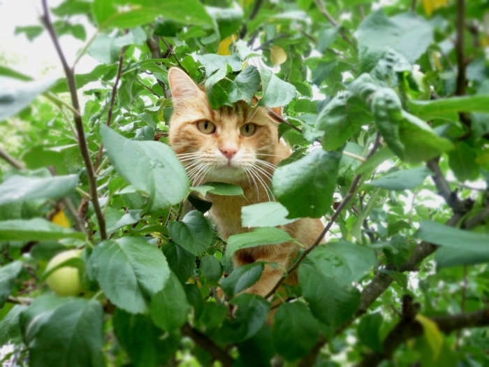 Von Katzen in Apflebäumen