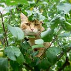 Von Katzen in Apflebäumen