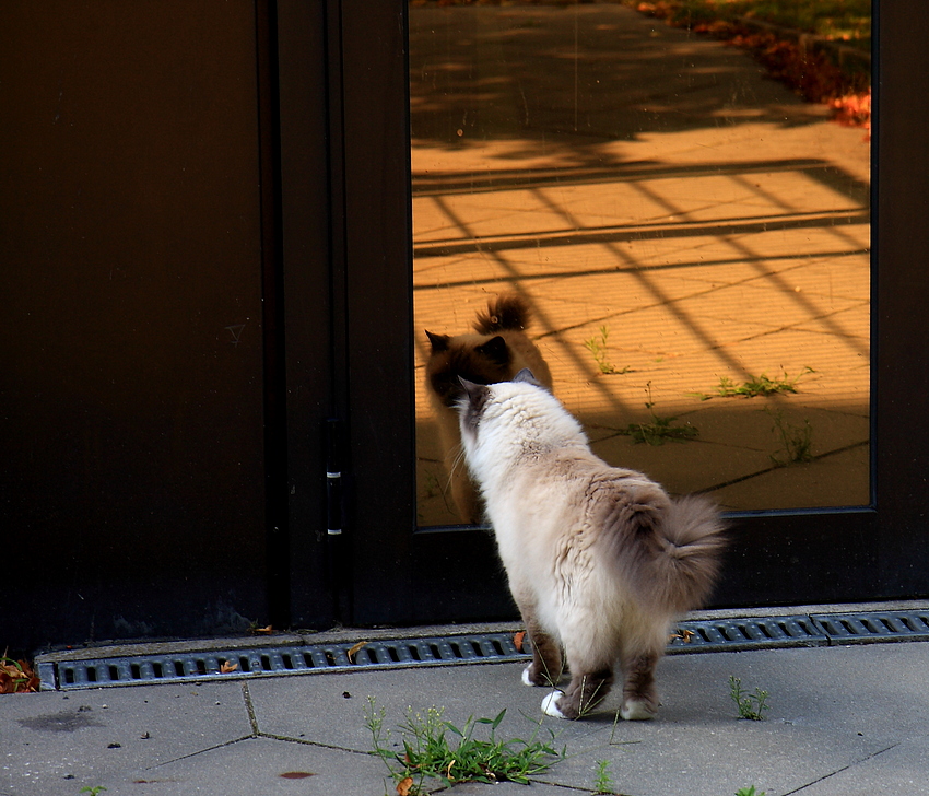 Von Katzen lernen heißt Leben lernen - Lektion 2