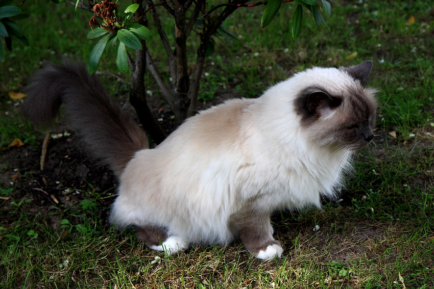 Von Katzen lernen heißt Leben lernen - Lektion 4