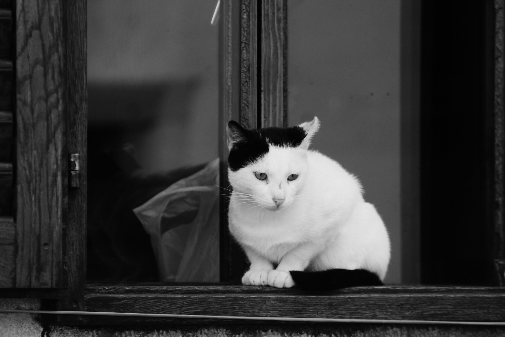 von Katzen und ihrer Fähigkeit  aus zu harren