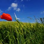 von Klatschmohn & Windrädern ...