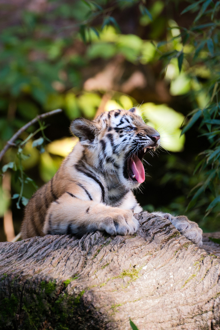 Von kleinen Tigern im Nürnberger Tiergarten 3