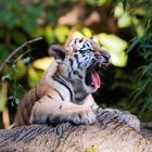 Von kleinen Tigern im Nürnberger Tiergarten 3
