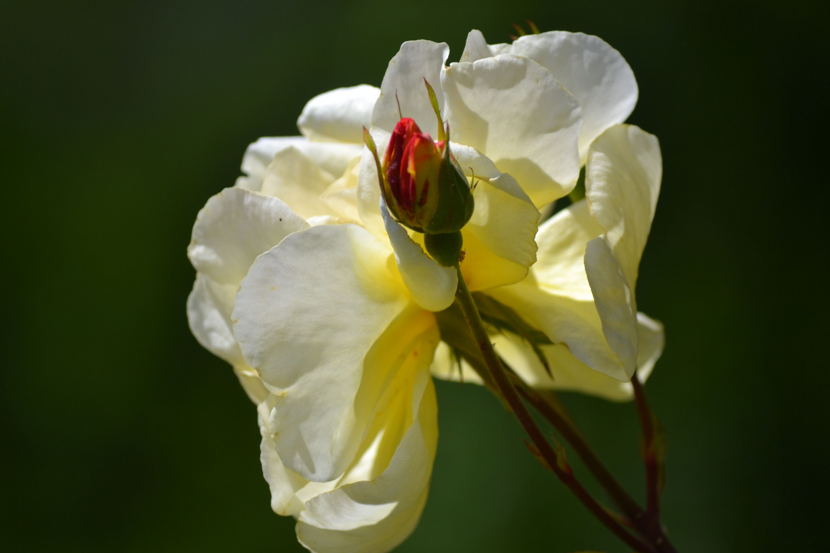 von Knospe zu Blüte