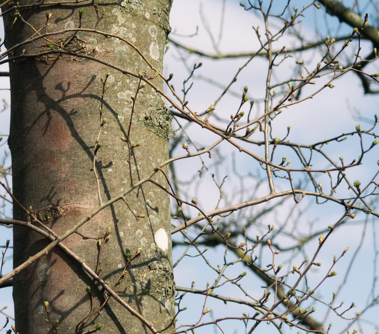 von Knospen und Schatten