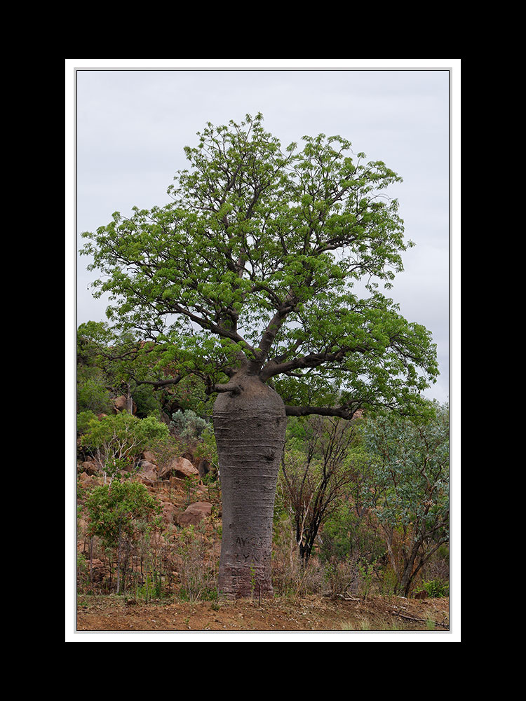 Von Kununurra nach Alice Springs 01