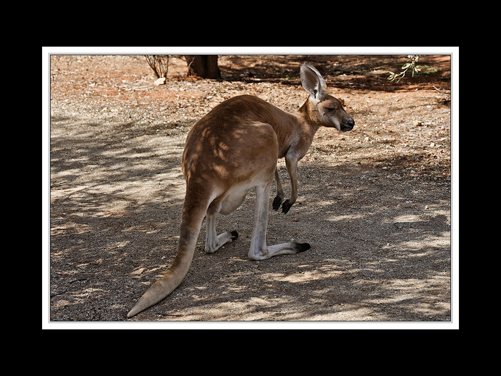 Von Kununurra nach Alice Springs 21