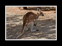 Von Kununurra nach Alice Springs 21