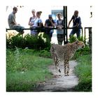 Von Lämmern und Löwen - at the Zoo