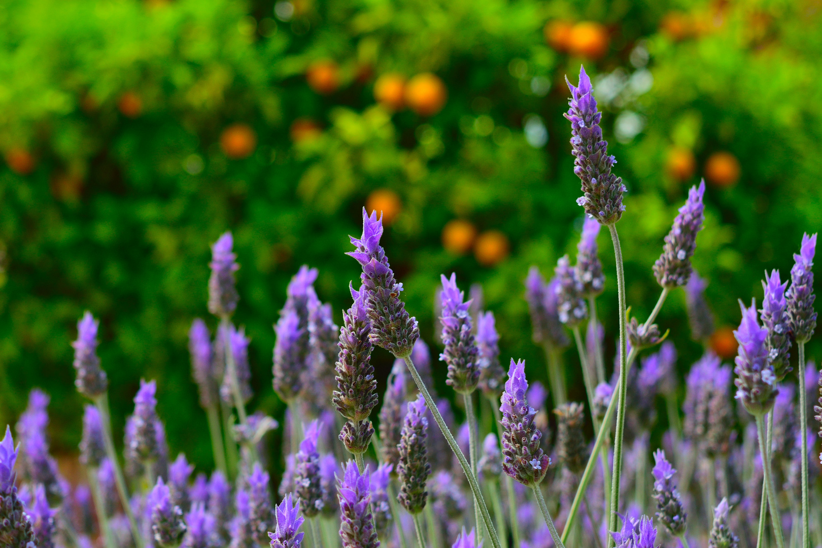 Von Lavendel und Orangen