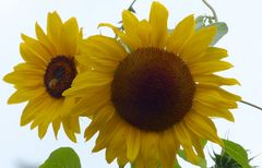 Von links nach rechts Kerne zählen