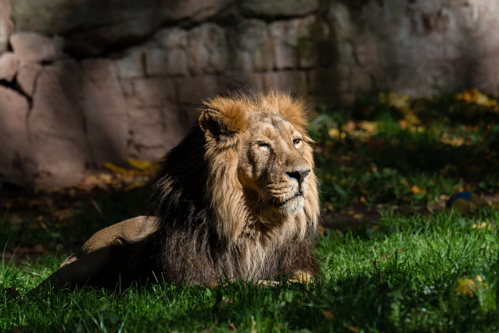 Von Löwen im Nürnberger Tiergarten 1