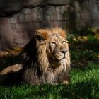 Von Löwen im Nürnberger Tiergarten 1