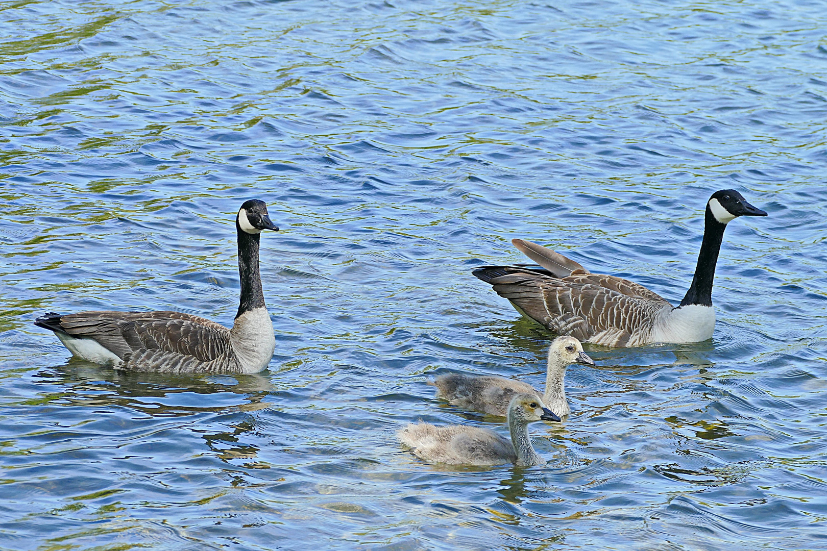 von Mama und Papa ausgeführt