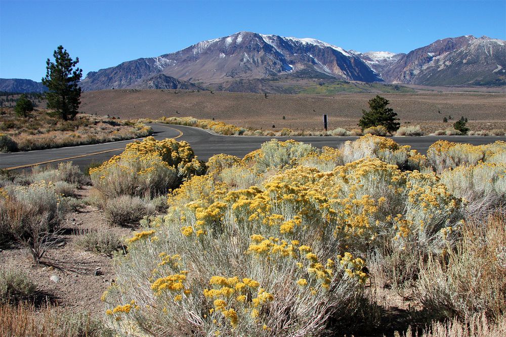 "Von Mammoth zum Mono Lake"