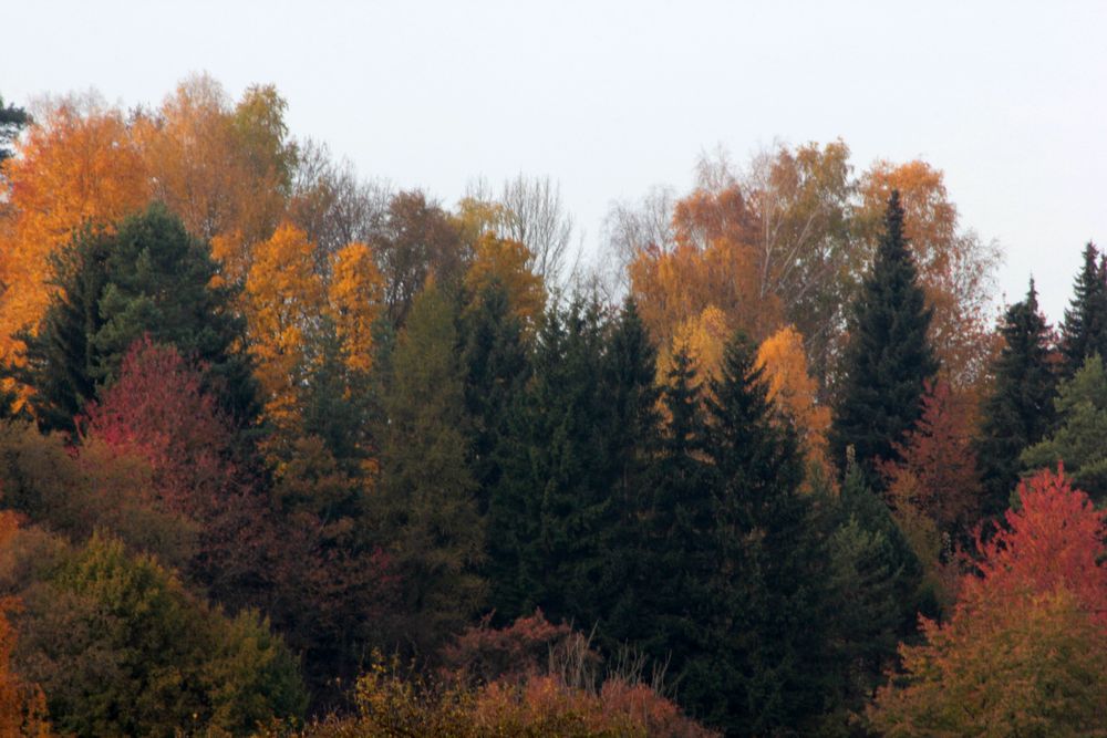 ....von meinem Fenster aus - Herbst