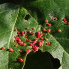 Von Milben (Aceria aceriscampestris) befallenes Feldahornblatt