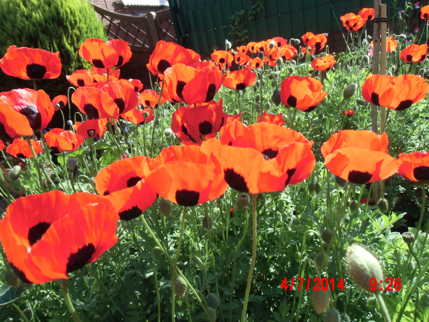 von mir ausgesäter Mohn "Ladybird" - Samen entdeckt in England