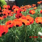 von mir ausgesäter Mohn "Ladybird" - Samen entdeckt in England