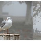 Von Möwen und Menschen (2)