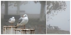 Von Möwen und Menschen (2)