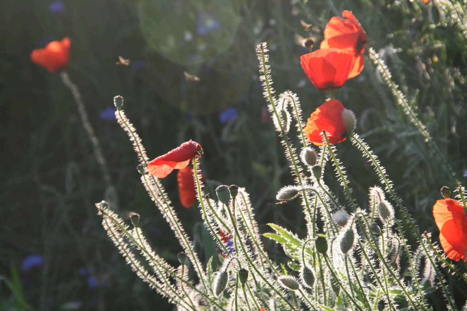 Von Morgentau überzogener Mohn !