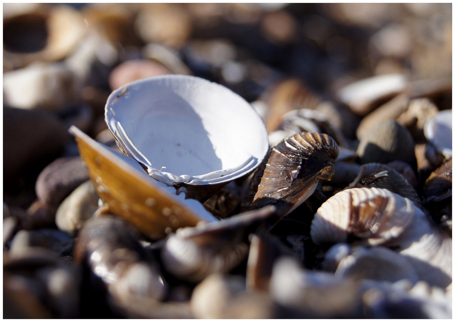 Von Muscheln träumen ...