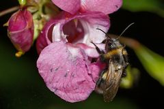 Von nah besehen :: Biene gelandet