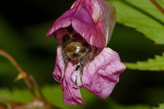 Von nah besehen :: Biene verschwunden