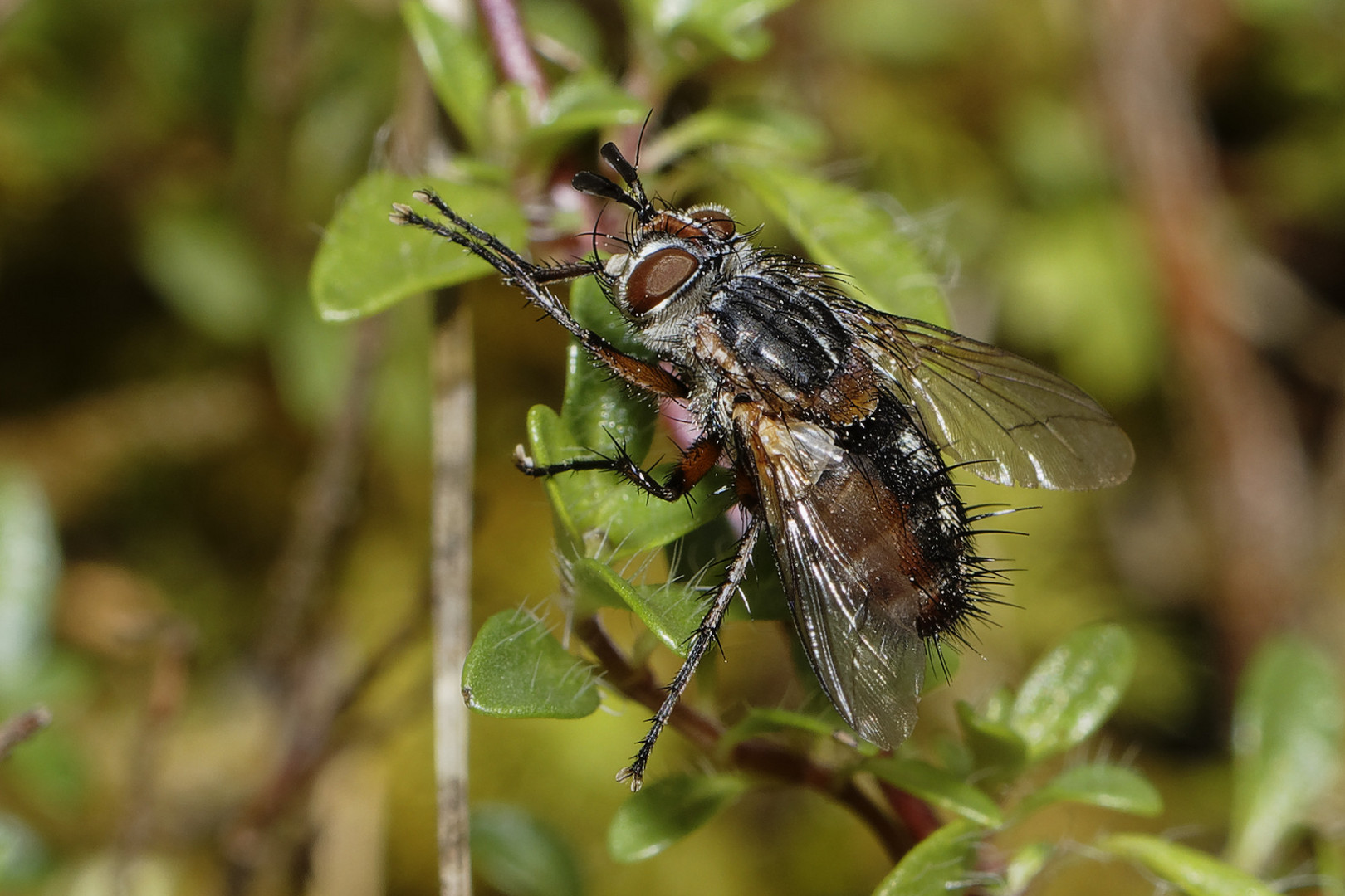 Von nah besehen :: Fliege 2