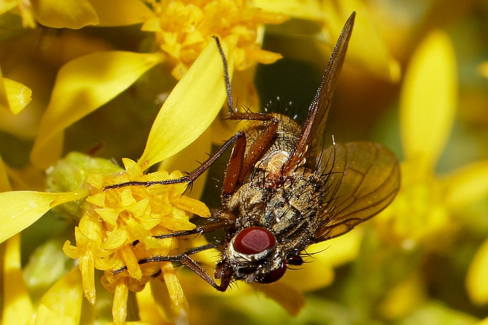 Von nah besehen :: Fliege