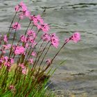 Von Natur aus schön - Kuckucks-Lichtnelke