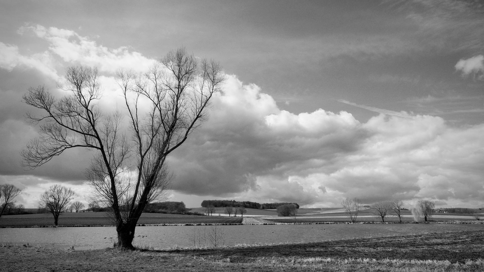 von Natur und Gräsern  und Licht und Schatten