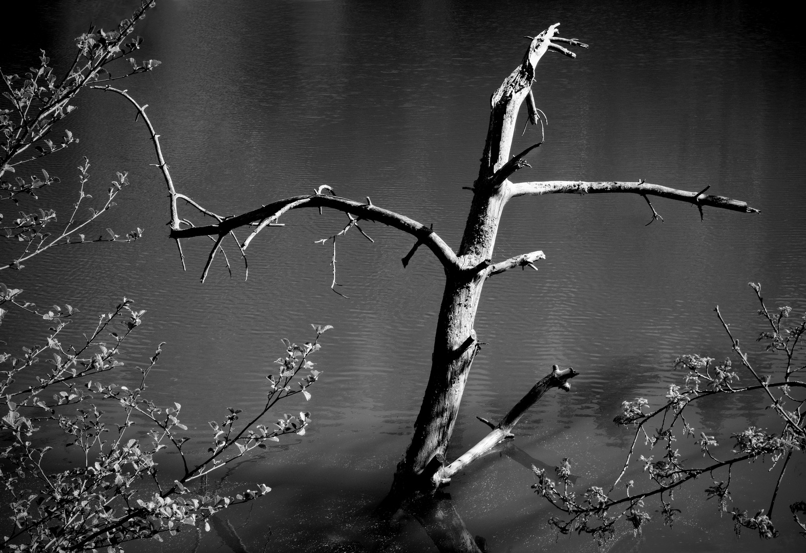 von Natur und Gräsern und Licht und Schatten