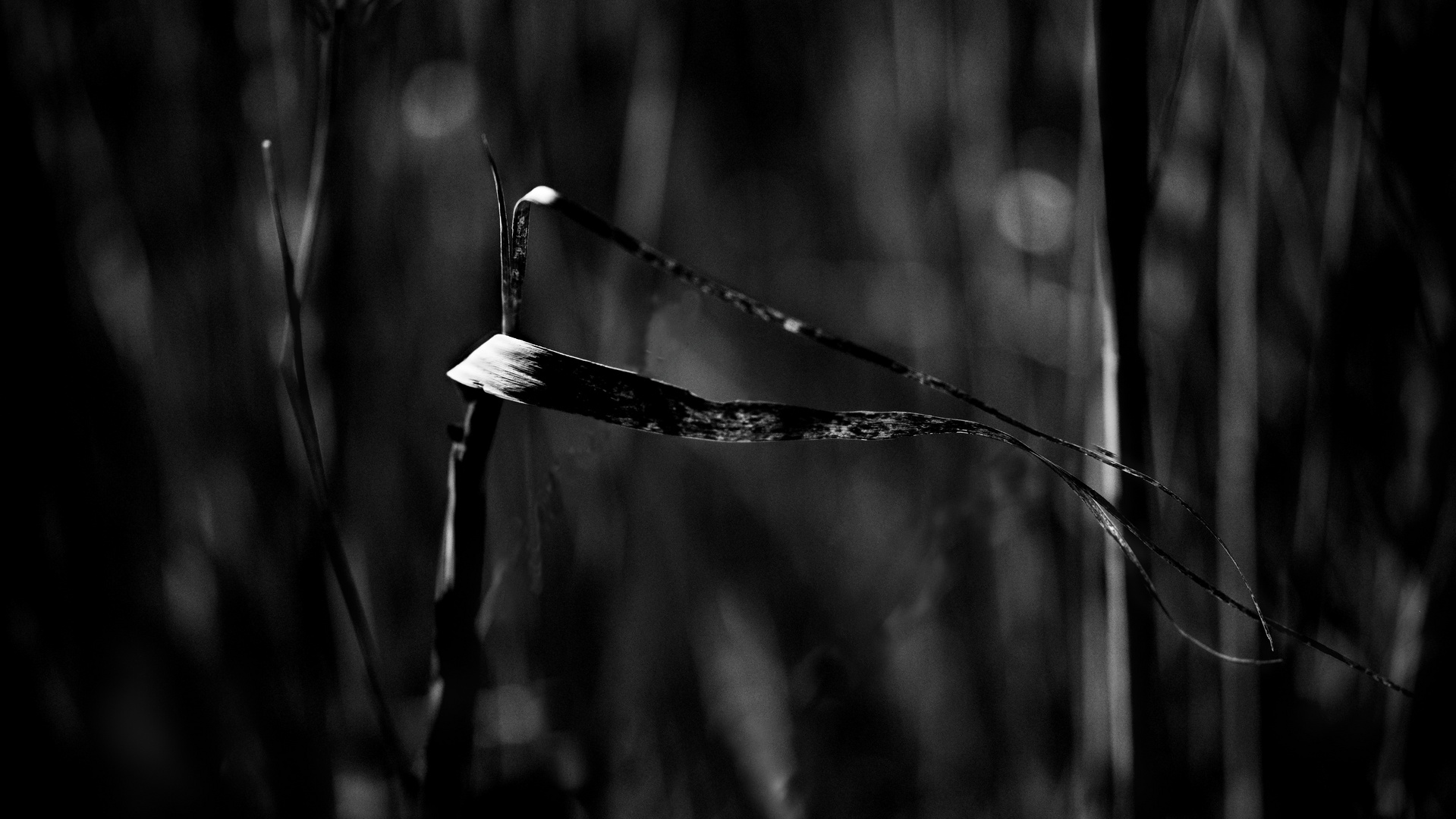 Von Natur und Gräsern, von Licht und Schatten