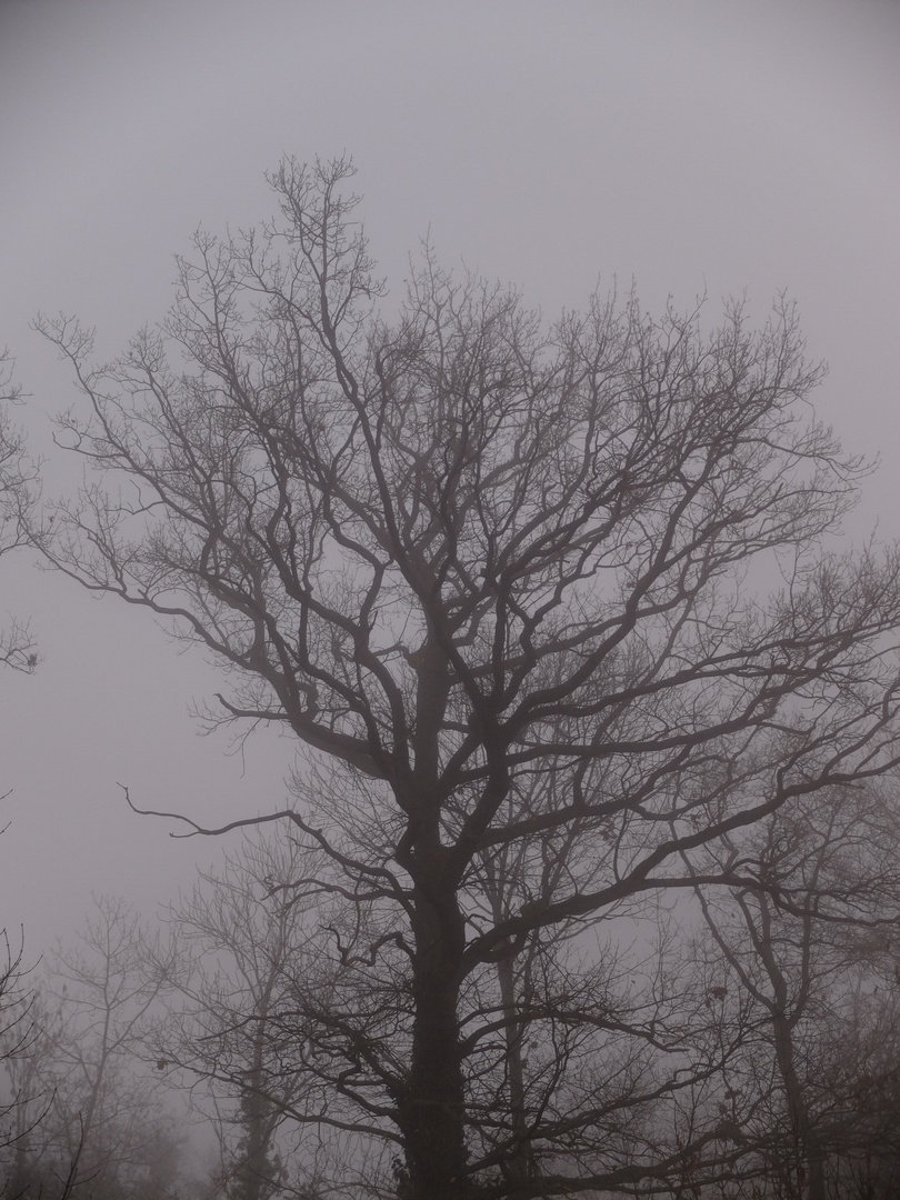 Von Nebel umhüllter Baum