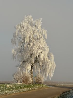 Von Nebel umschlungene Birke im Winter